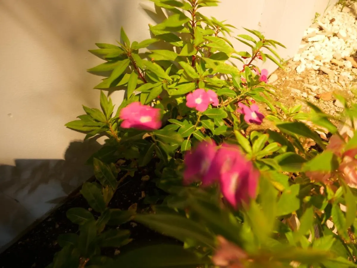 Wild Flower Boutique Apartments Christ Church